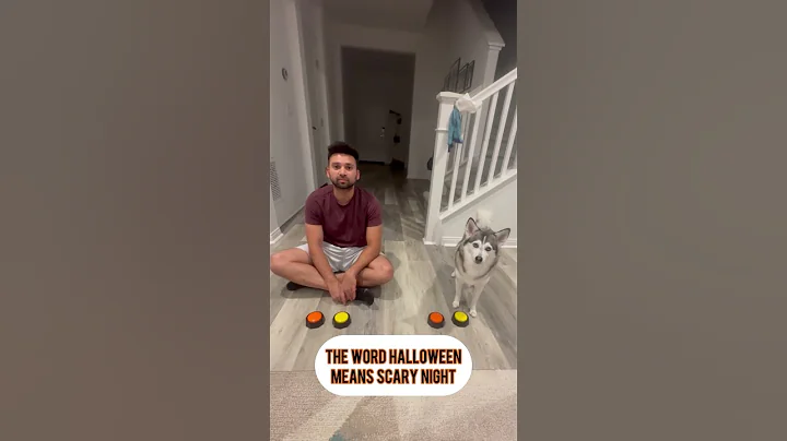 Sapphie the pomsky Halloween Trivia