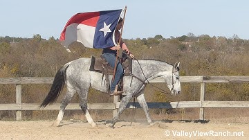 Lil Janie Cat - carrying the flag and riding bridleless! - ValleyViewRanch.net