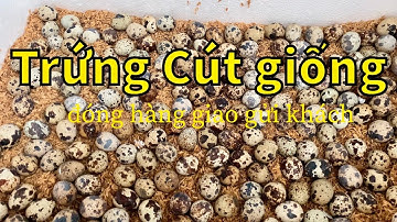 #25 Trứng cút giống | Trúng cút cồ