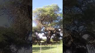 Algarrobo, Árbol Nacional Argentino.