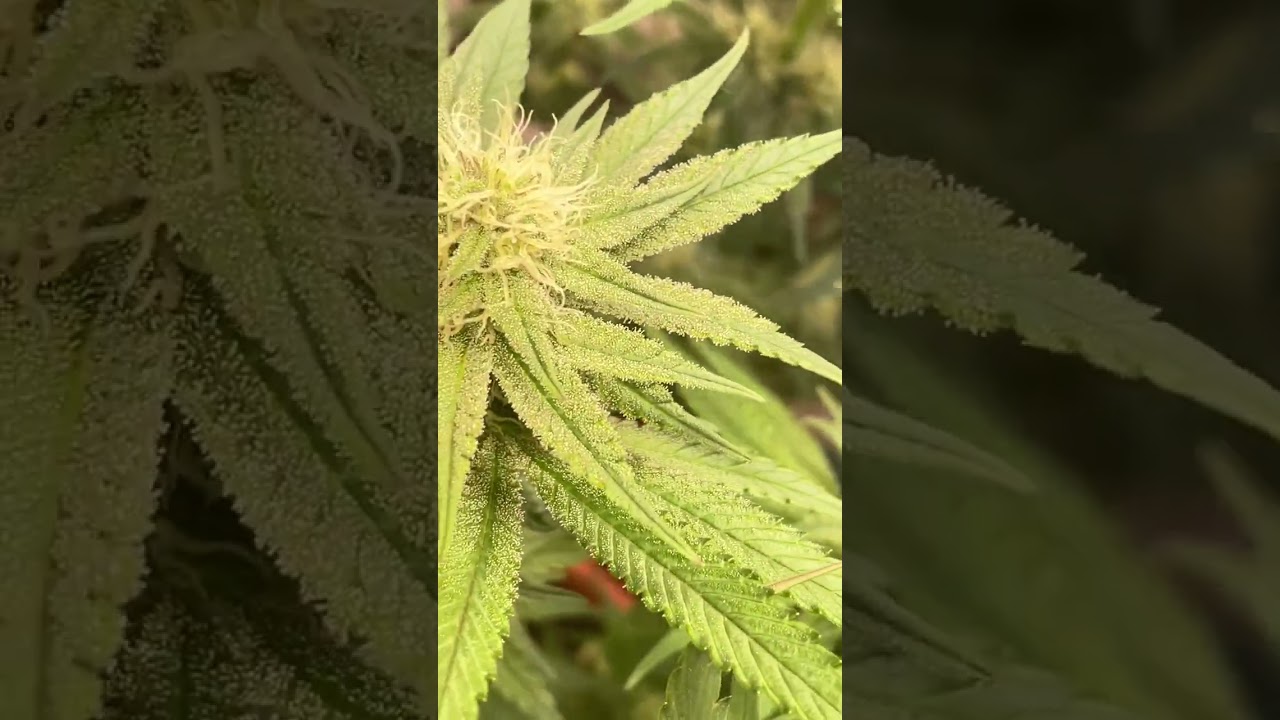 Seriotica- 25 Tag blühte - wenig Equipment ￼