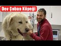 KOCA OĞLAN PARS ! Akbaş Köpeğin Dev Cüssesi ve Güzelliği! #inanoğlu