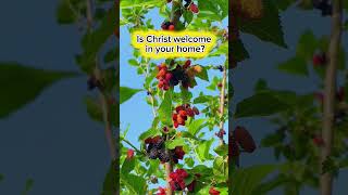 Our mulberry tree went crazy this season 😍🍇 #harvest #farming