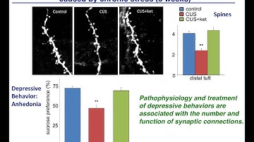 Neurobiology of Stress, Depression and Antidepressants: Remodeling Synaptic Connections