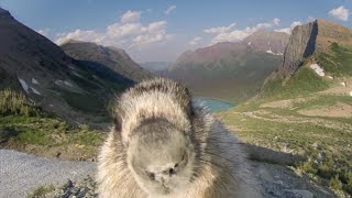 marmot licks GoPro #206