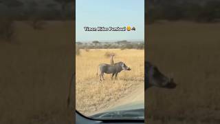 Real-Life Timon Rides Pumbaa Hakuna Matata In Action
