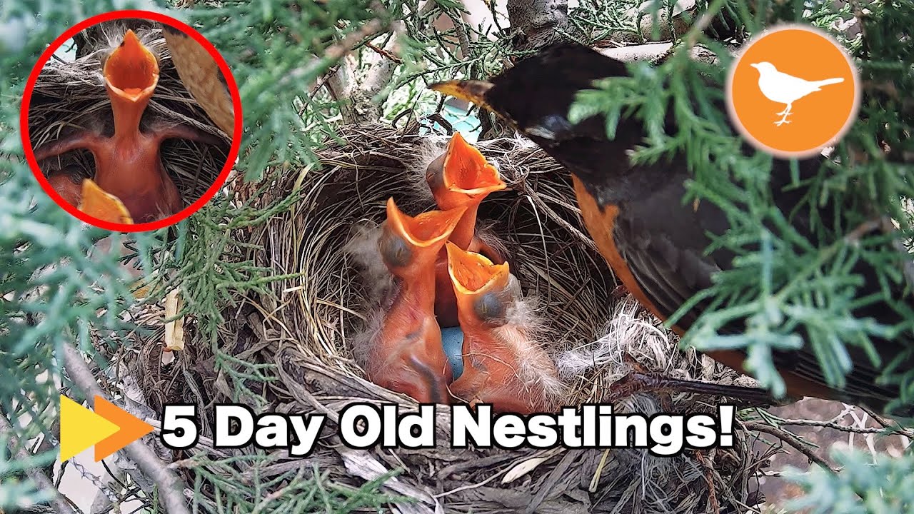 Cute Robin Nestlings Fed by Parents [Robin Nest Day 5]