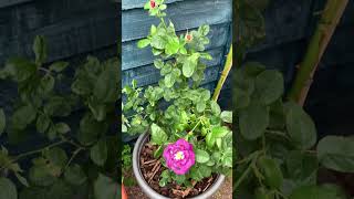 Rose Blue Rhapsody #gardening #rose #britishsummer #roses #englishroses #garden #flowers