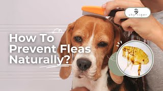 Natural Flea Prevention? Dr. Nicole Shares INSIGHTS for Natural Solutions