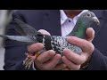 Sans frontières - Un pigeon en or