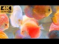 Diversity of Tropical Fishes in Exotic Decorative 4k.  Tropical Fish Aquarium 4k Ultra HD Video.