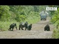 There's no zebra crossing for these Gorillas! | Gorilla Family & Me - BBC