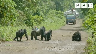 A family of gorillas wait to cross the road Gorilla Family Me: Episode 1 Preview BBC Two