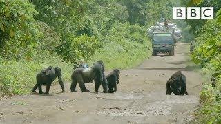 There's no zebra crossing for these Gorillas! | Gorilla Family \& Me - BBC