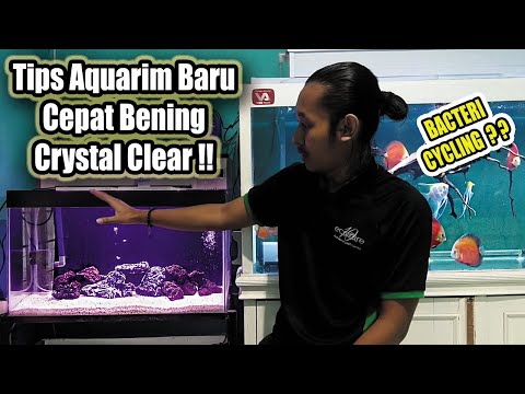 Video: Apakah starter membutuhkan cairan?