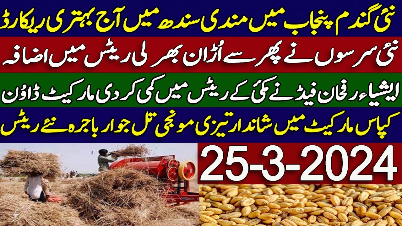 new wheat price in punjab sindh 2024 | new sarson makki gundam cotton ...