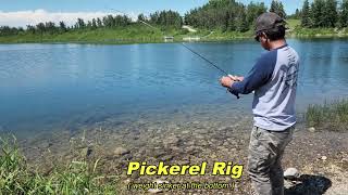 Dickson Trout Pond: Drop Shot Fishing For Trout | Easy Catch