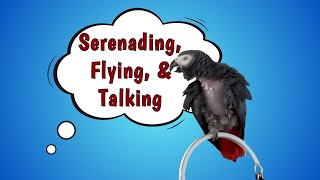 Einstein is Serenading, Flying, & Talking by Einstein Parrot 1,847 views 3 weeks ago 3 minutes, 20 seconds