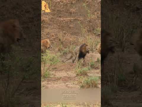 2 Vs 1 ASLAN ÖLDÜRESİYE KADAR #köpek #hayvanlar #shorts