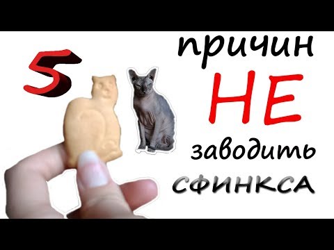 Video: Сфинкс мышыктары кантип көбөйтүлдү