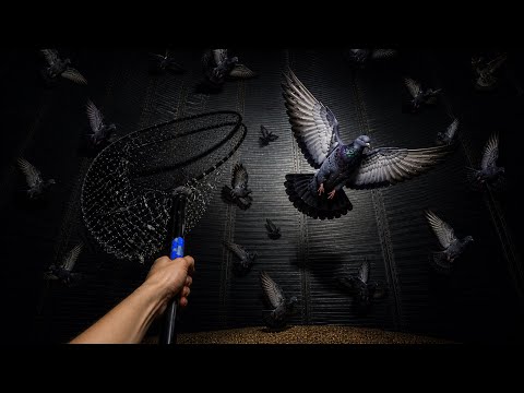 Catching 200 Feral Pigeons in 10 Minutes! (Loft Update)