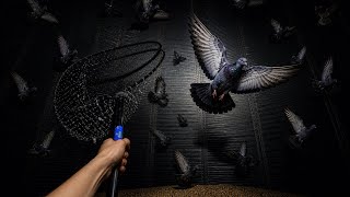 Catching 200 Feral Pigeons in 10 Minutes! (Loft Update)