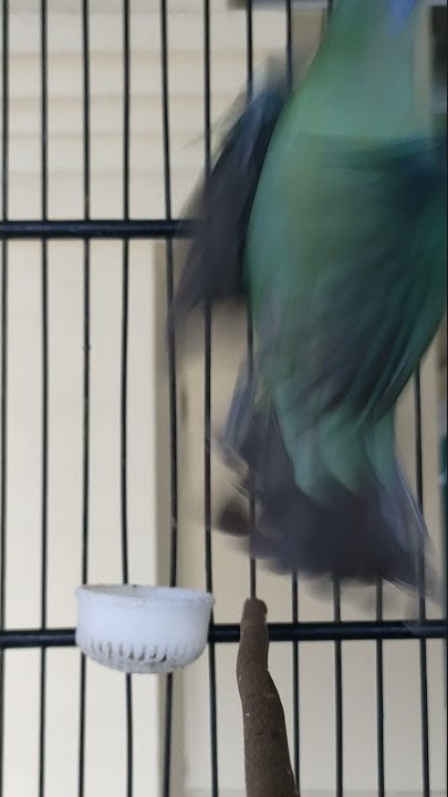 Burung Cucak Cungkok Betina Gacor #shorts