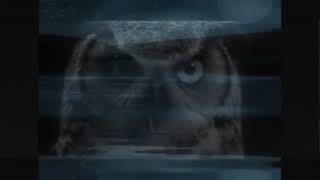 Owls Sounds 10 hours