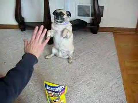 Pug dog doing tricks.