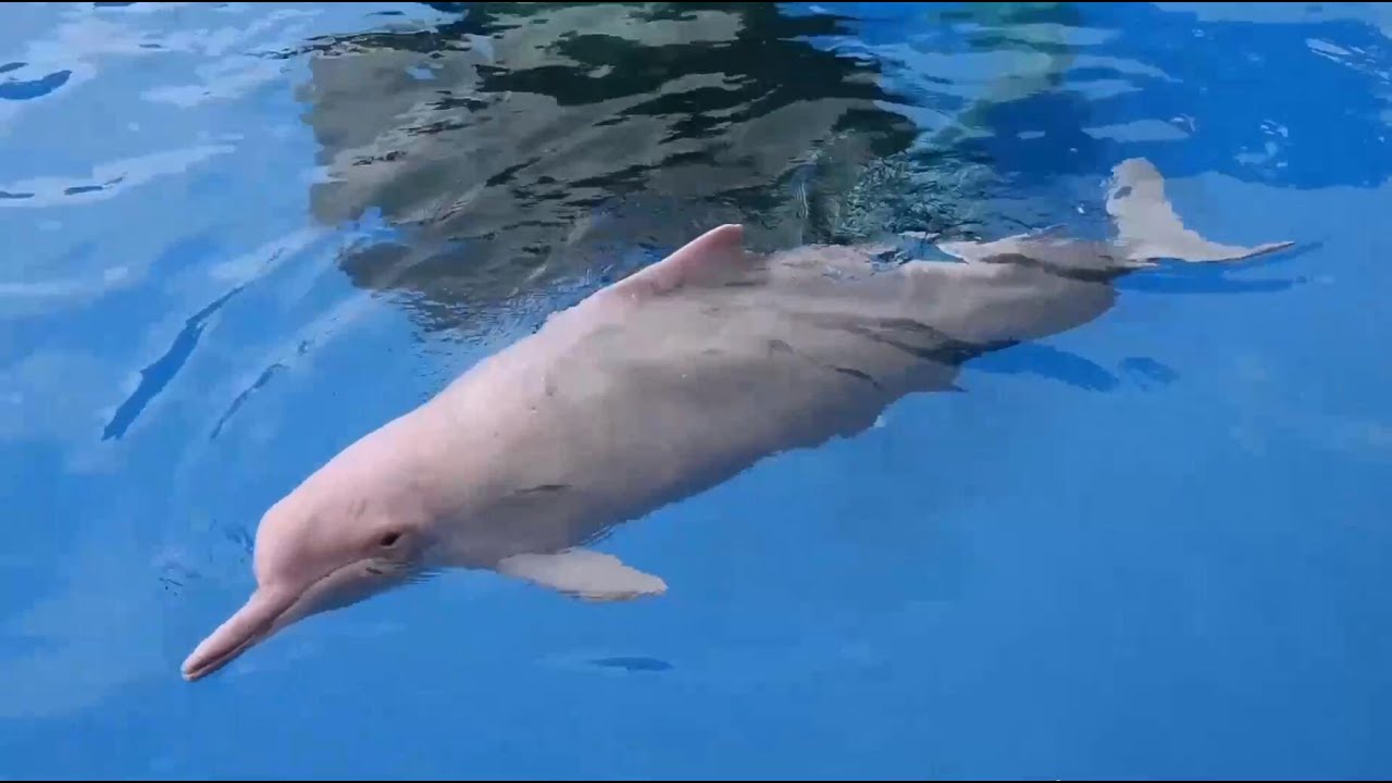 珠江河口のピンクイルカが1100頭に 広東省 - YouTube