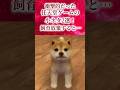 衝撃的だった任天堂ゲームの小ネタ2選!飼育放棄すると…【ニンテンドッグス+キャッツ、マリオ&ルイージRPG】
