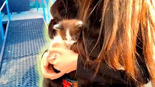 Нашла Маленького Котенка на Улице / Приютила Котеночка / Котенок Тишка Нашла Маленького Котенка на Улице / Приютила Котеночка / Котенок Тишка