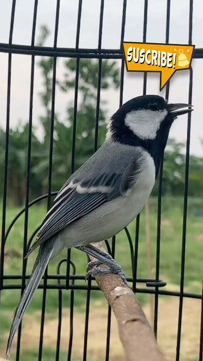 Gelatik gacor #glatikbatu #gelatikbatugacor #glatikfullisian #masteranjernih #glatik #birds #fyp
