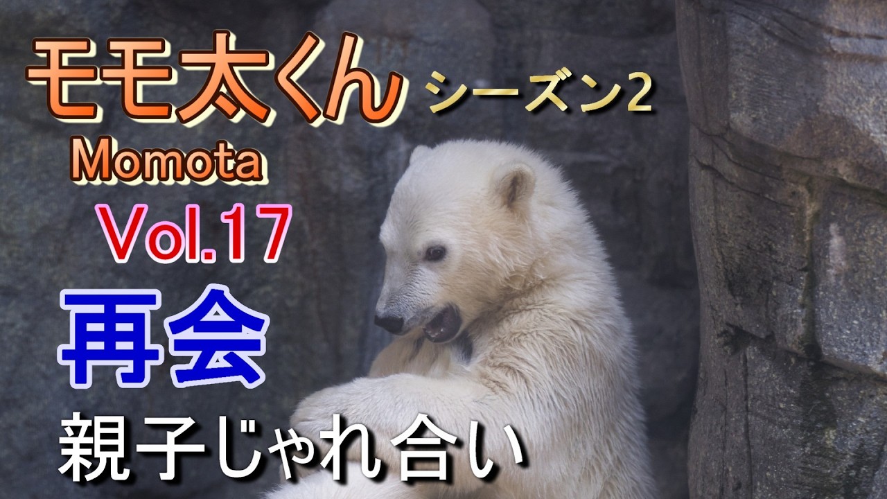 Momota 17 (Season 2) ~Oga Aquarium GAO~【A polar bear cub, Momota