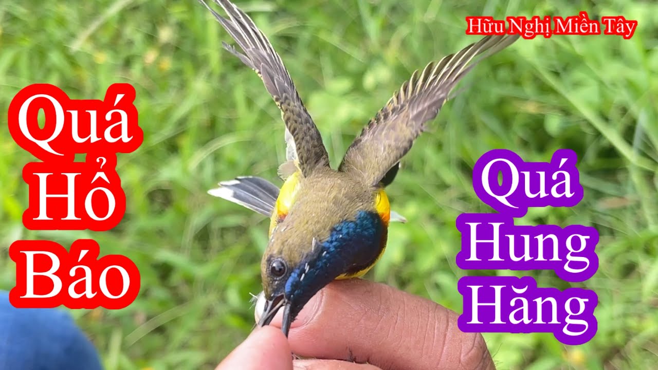 Giao lưu đi bẫy chim hút mật 5 màu cùng bạn Mr Bell và cái kết….