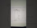 Art of cokroach digestive system || it is useful for inter students #drawing #zoologyarts #zoology
