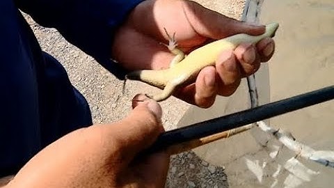 Báo Vĩnh Long| Thu nhập rủng rỉnh từ nghề câu rắn mối