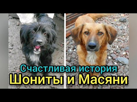 Спасли бездомных щенков от гибели.  Добрая история двух собачек из приюта.