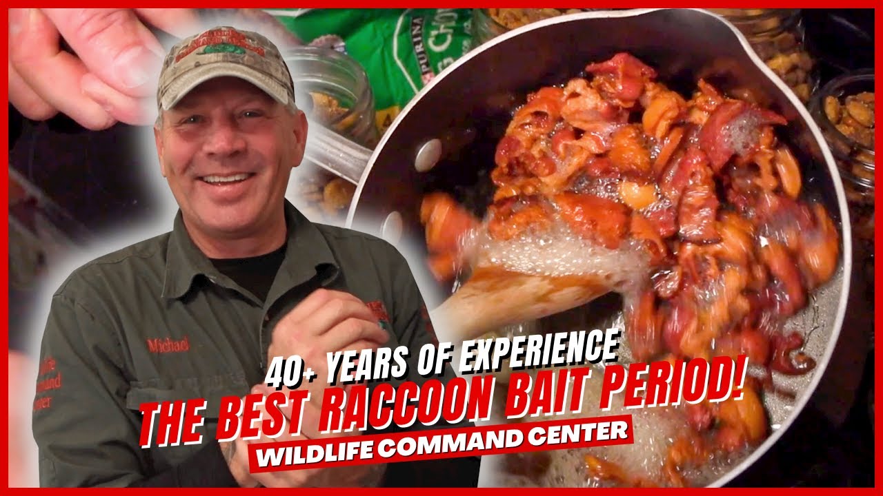 World's BEST Raccoon Bait Wildlife Command Center YouTube