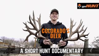 Colorado's Deer: A Hunter's Cinderella Story