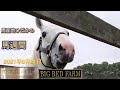 2021年6月21日　ゴールドシップ #2