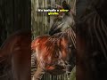 Animals You Didn't Know Existed #facts #animals #youtubeshorts #youtube #ytshorts #nature #wildlife