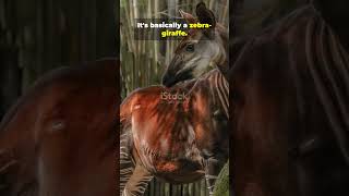 Animals You Didn't Know Existed #facts #animals #youtubeshorts #youtube #ytshorts #nature #wildlife