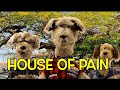 HOUSE OF PAIN JUMP AROUND DOG VERSION HOUSE OF PAIN JUMP AROUND DOG VERSION