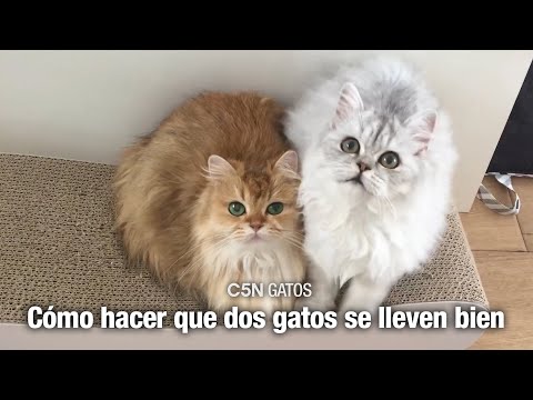 CÓMO PRESENTAR a