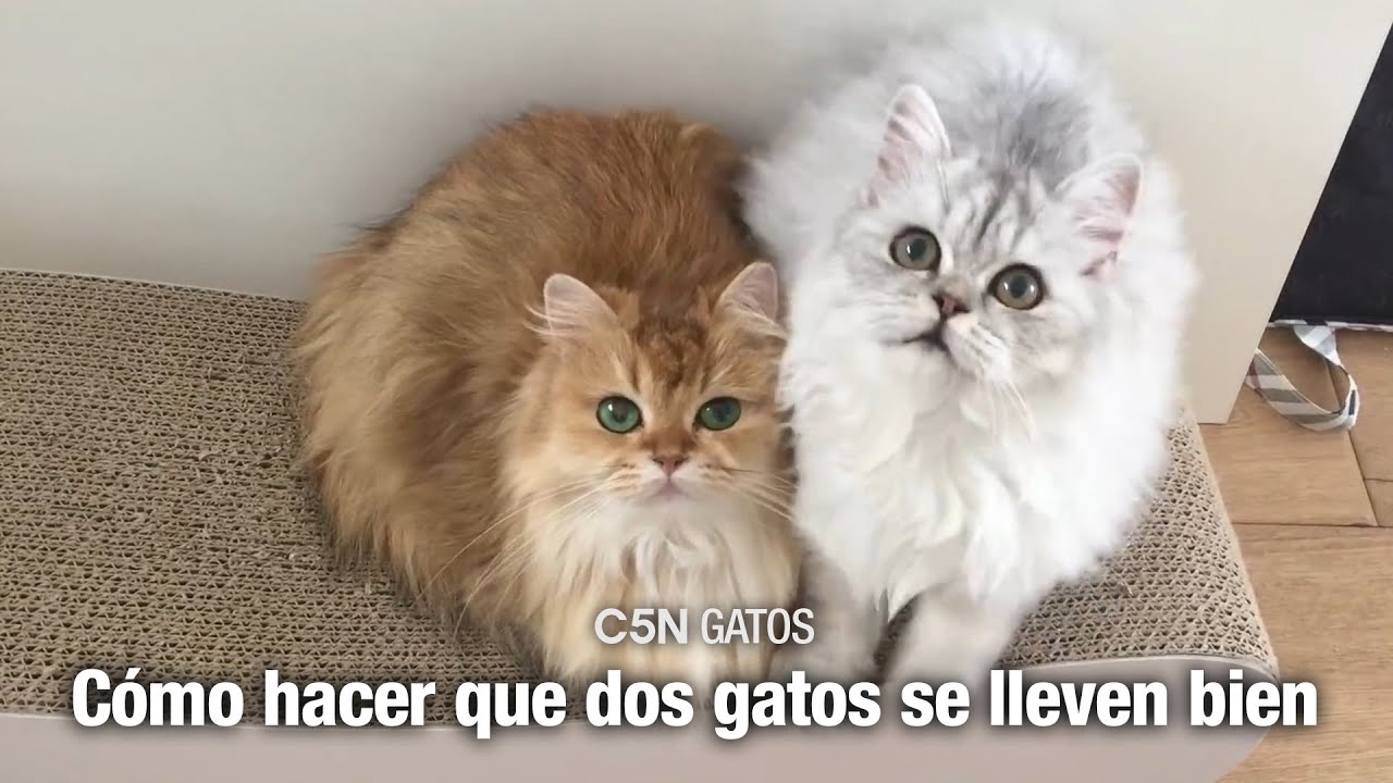 CÓMO PRESENTAR a DOS GATOS y HACER que se LLEVEN BIEN YouTube