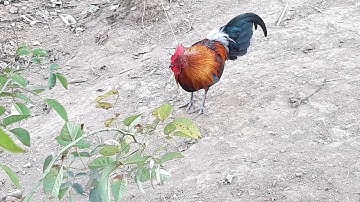 Saib qaib dib txuam qaib qus