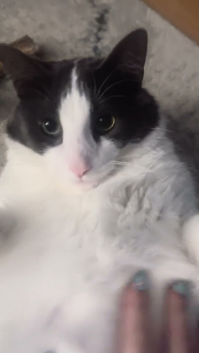 Download lagu Charlie is a cute fat cat ππ±