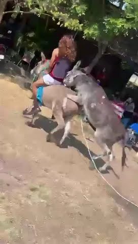 Donkeys Mating | #Donkeys #race #mating #viral