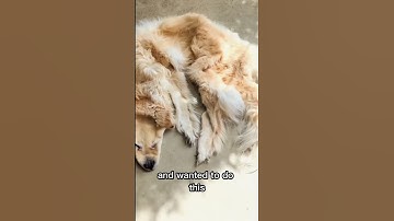 Thumbnail of They Did This After Their Dog Died #shorts